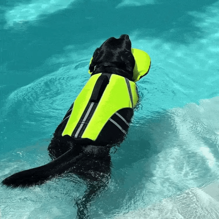 petscarrier.com